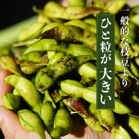 【今期最終便】11/4出荷!丹波篠山の黒大豆 さや枝豆1㎏ 【晩摘み・完熟】