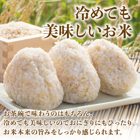 ≪特別栽培米≫ 令和7産こしひかり 玄米20㎏