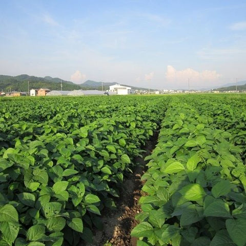 【早期予約】10/23出荷!丹波篠山の黒大豆 さや枝豆1㎏ 【晩摘み】