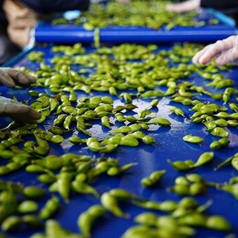 夏のデカンショ豆　500ｇ×2袋　クール便にて発送 【旬のお届け】