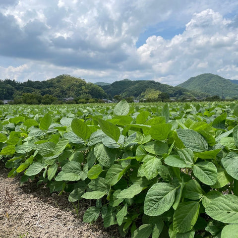 夏のデカンショ豆　500ｇ×2袋　クール便にて発送 【旬のお届け】