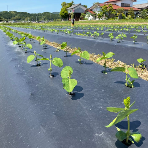 夏のデカンショ豆　500ｇ×2袋　クール便にて発送 【旬のお届け】